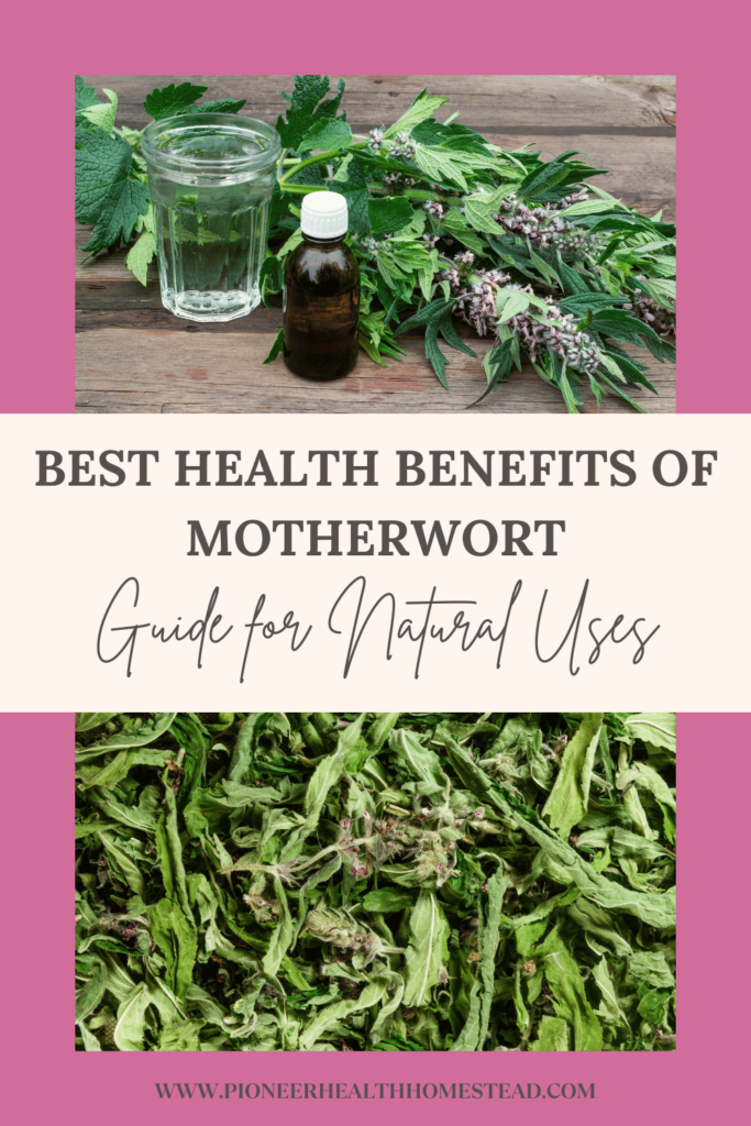 best health benefits of motherwort guide for natural uses Pinterest pin with motherwort herb