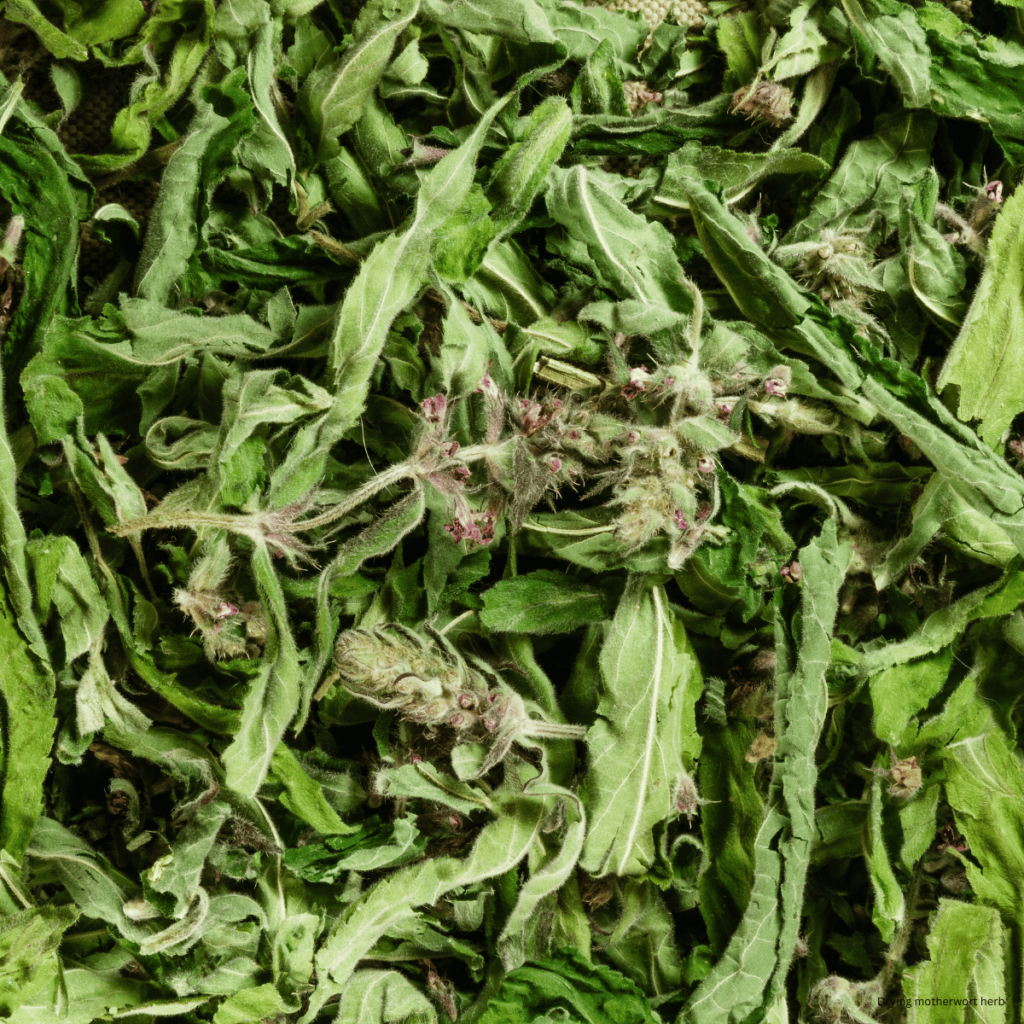 drying motherwort herb for health benefits