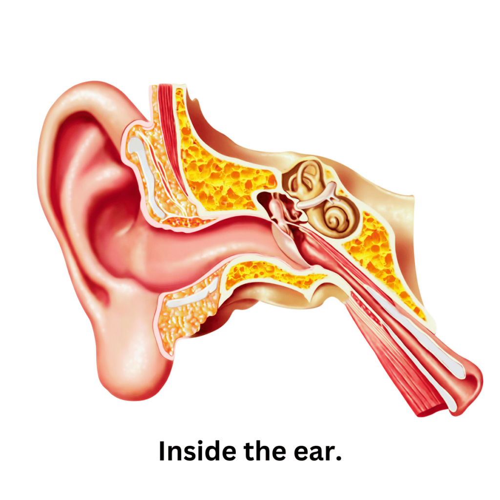 inside your ear diagram picture Tea Tree Oil Ear Infection Home Remedy