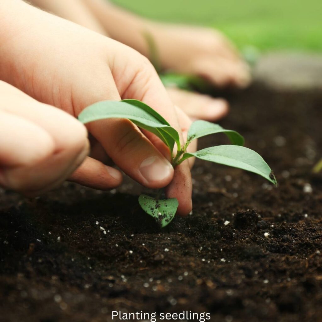 little kid hands planting seedlings into dirt outside in garden