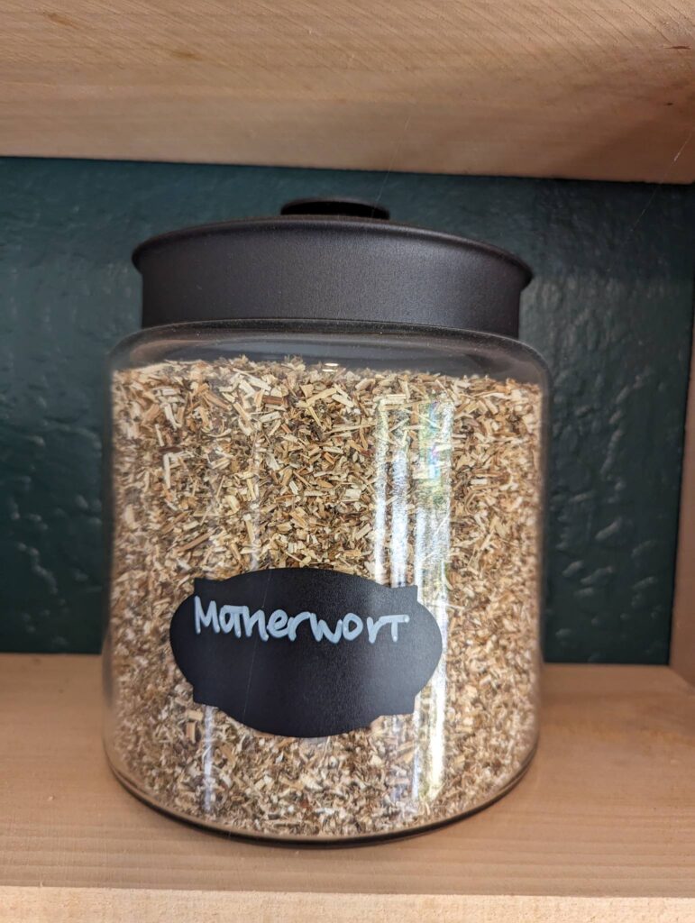 health benefits of Motherwort herb in a glass jar on a wood shelf dried herb