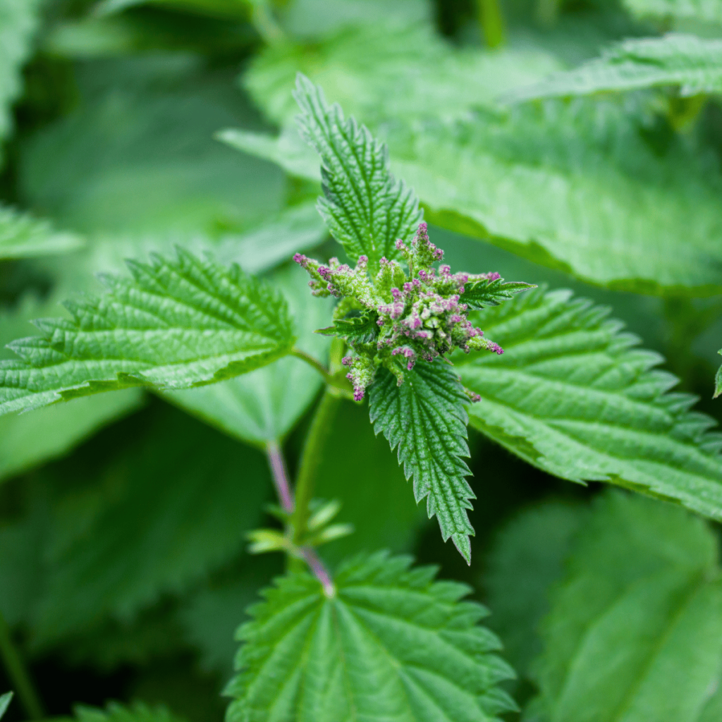 stinging nettle with purple flowers