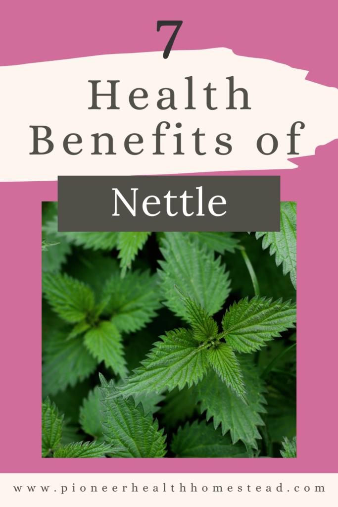 7 health benefits of nettle pinterest pin with nettle leaves