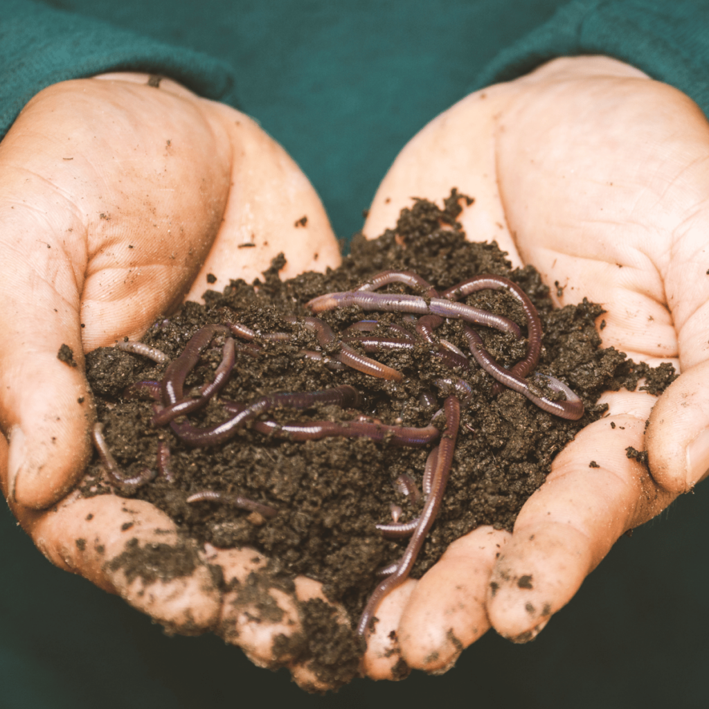 worm compost in hands