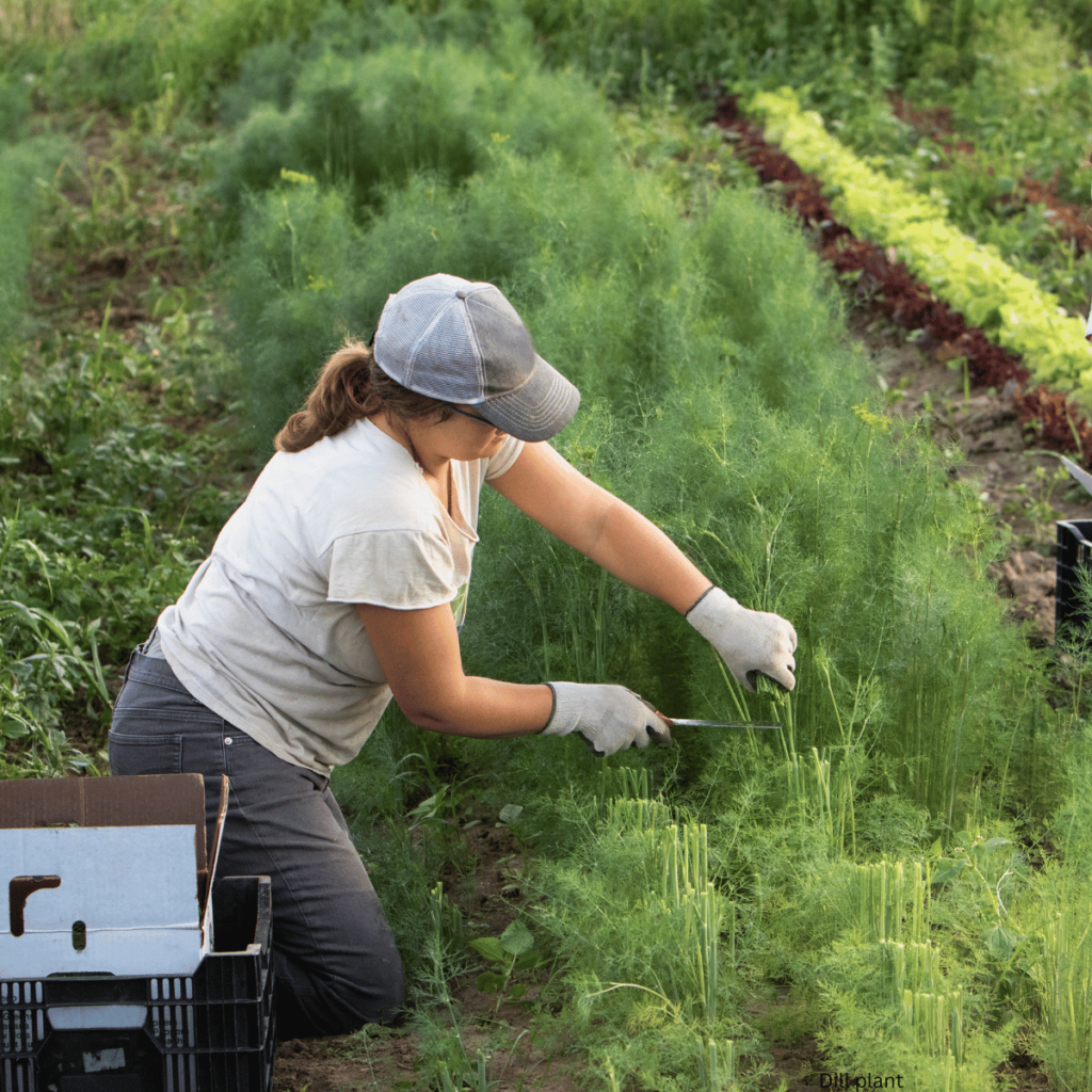 Woman kneeling on ground harvesting dill herb