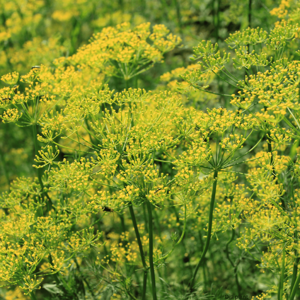 dill plant