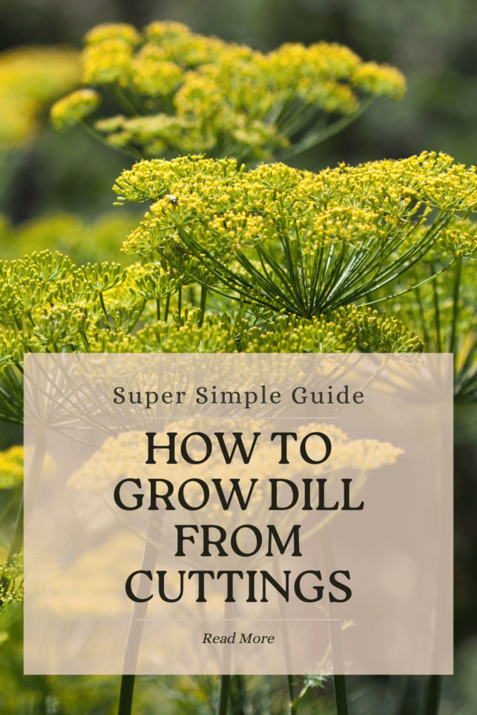 How to Grow Dill from Cuttings Super Simple Guide pinterest pin