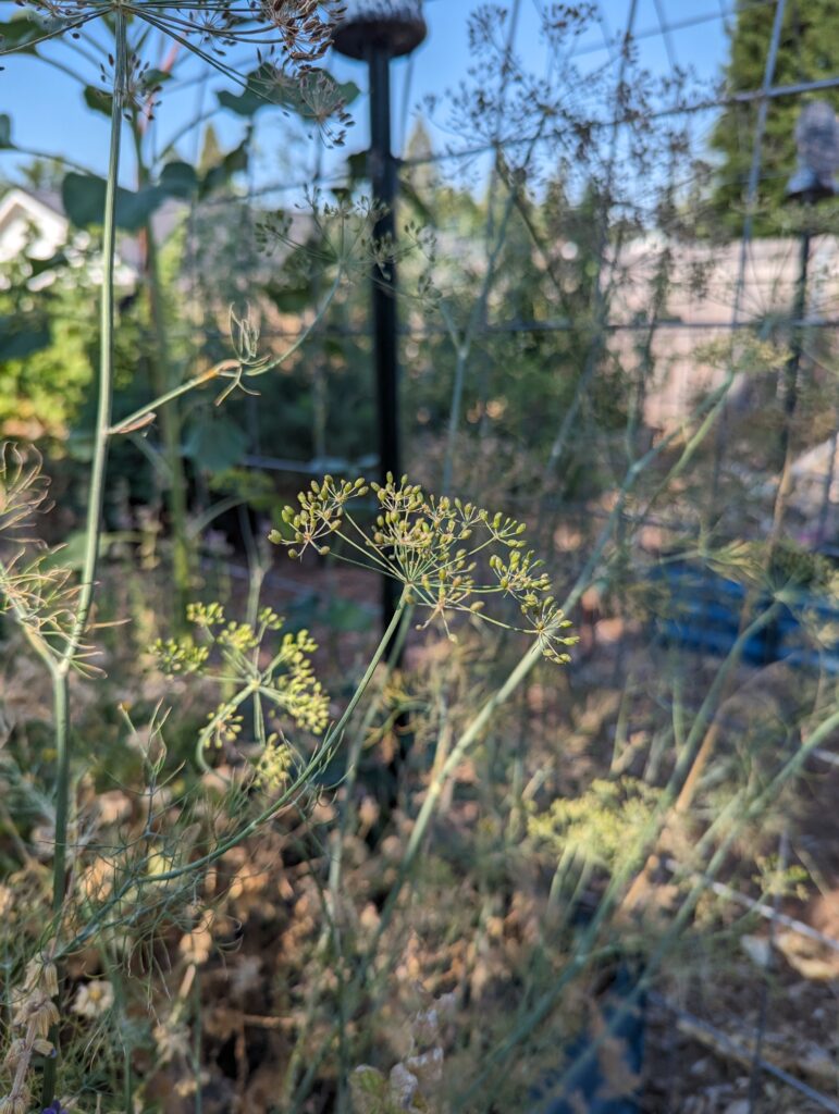 Dill plant in the garden with sun and dried calendula