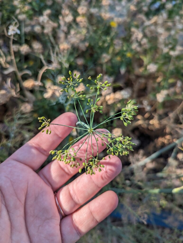 Dill plant in the garden with hand holding it