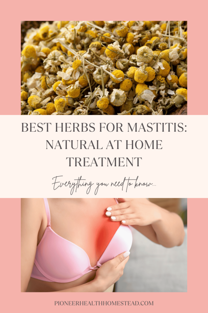 best herbs for mastitis pinterest pin with chamomile dried herb and sore breast