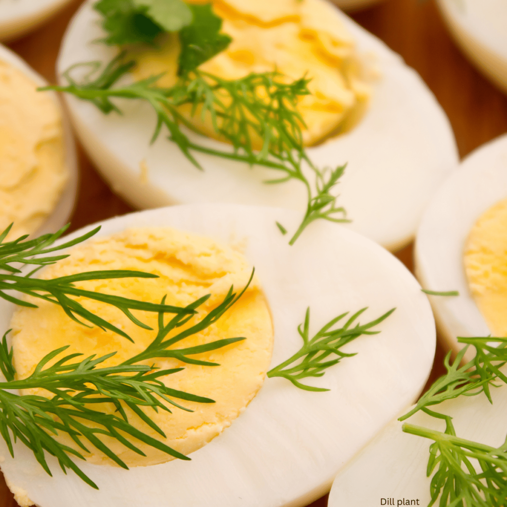 cooking with dill on hardboiled eggs