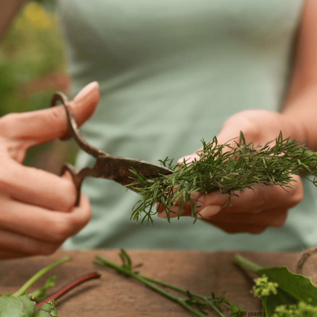 scissors cutting Dill plant