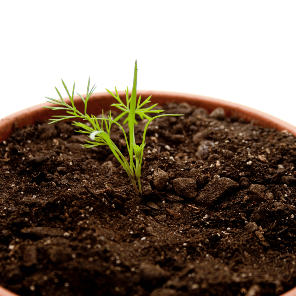 seedling in dirt Dill plant