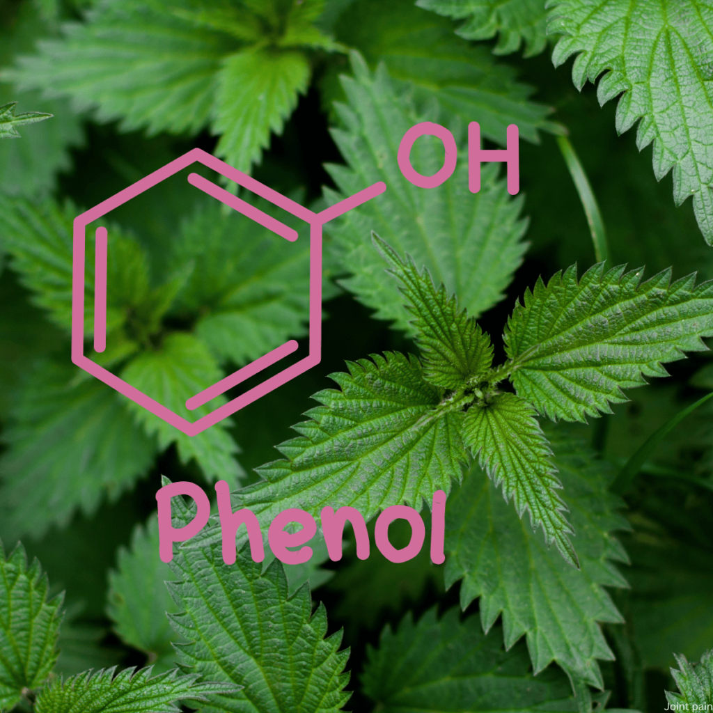 Phenolic Compounds nettle leaves