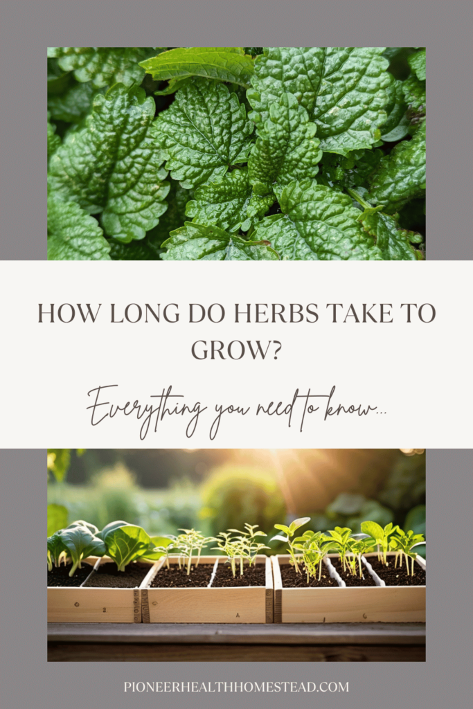 How long do herbs take to grow pinterest pin with lemon balm and seedinglings in sunlight