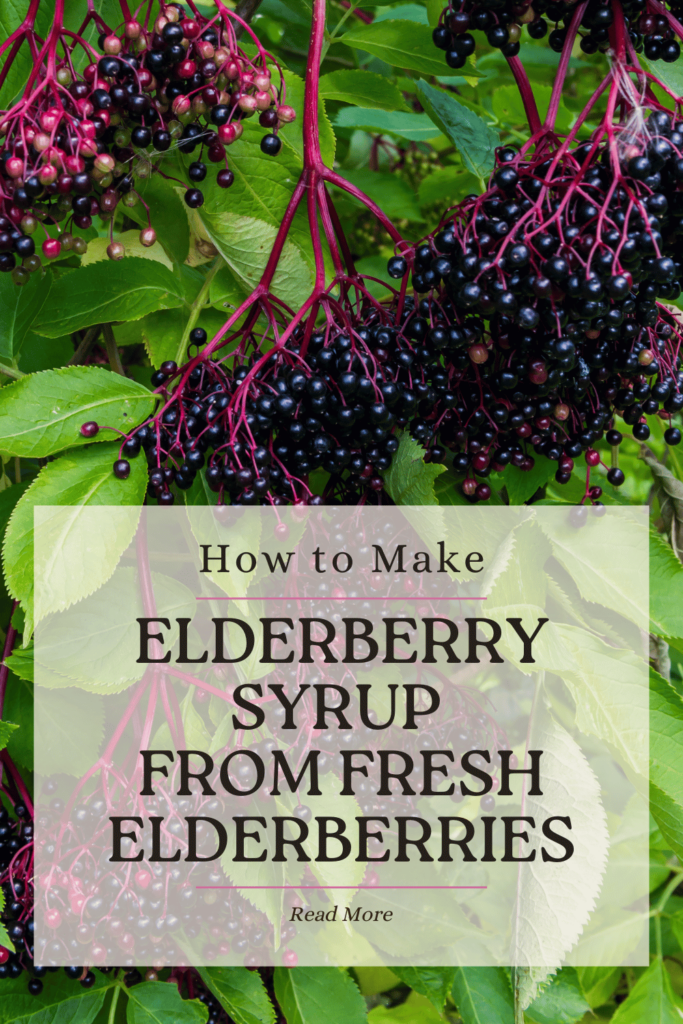 How to Make Elderberry Syrup from Fresh Elderberries Pinterest Pin