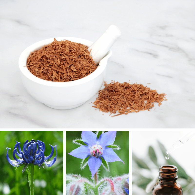 arthritis herbs cats claw, devils claw borage  essential oil