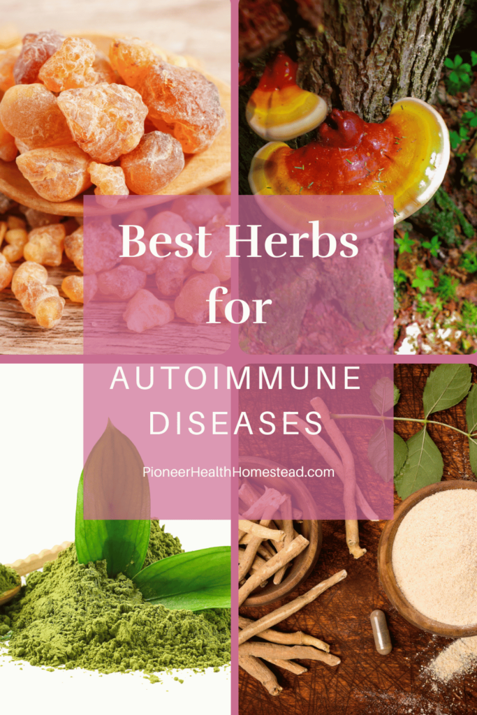 Best Herbs for autimmune dieases pinterest pin