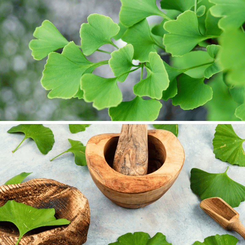 Ginkgo Biloba herb picture