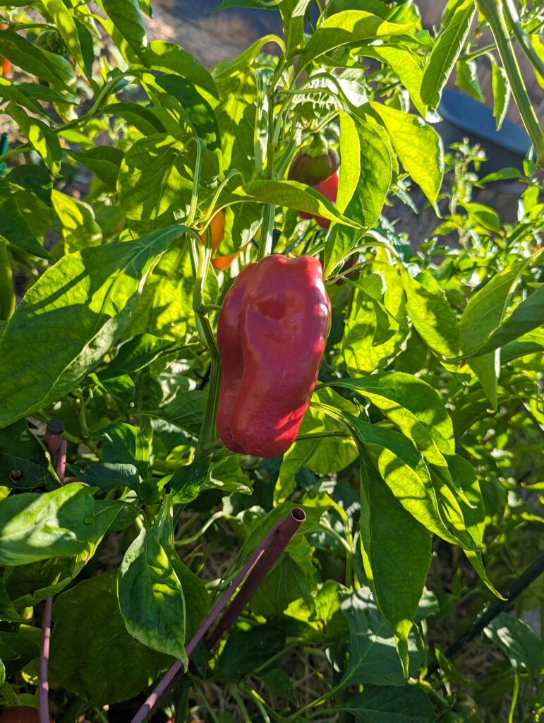 mature bell pepper on plant in garden