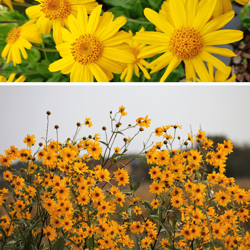 arnica flowers