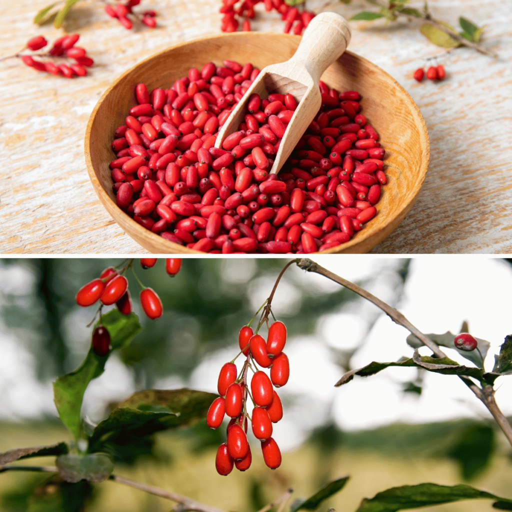 barberry herb pictures