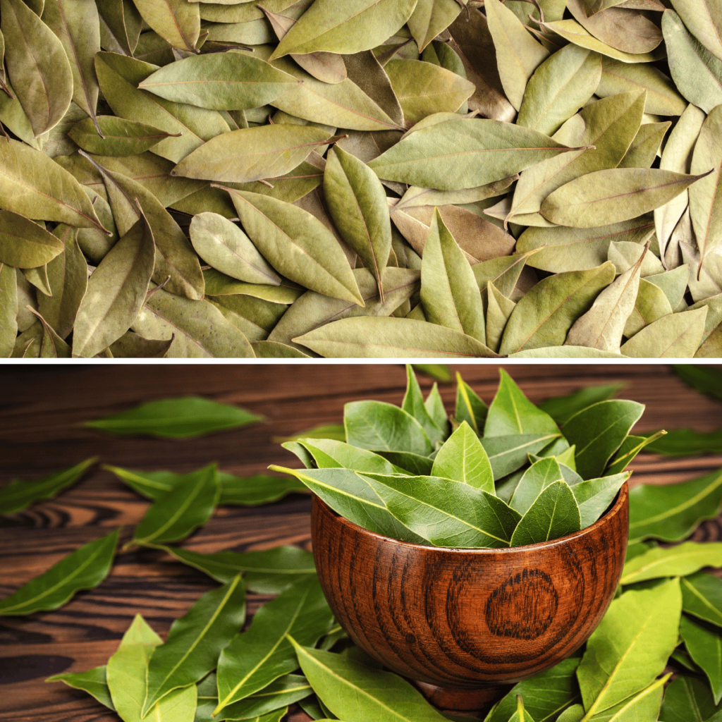 bay leaf herb pictures