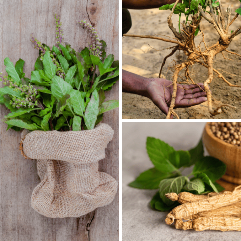 best herbs for energy main picture with holy basil ashwagandha and ginseng