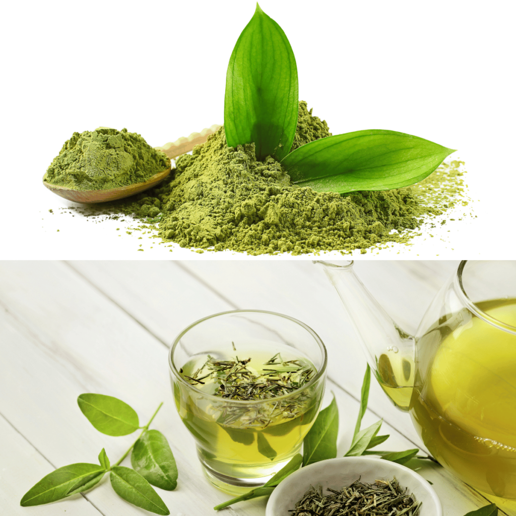 green tea herb