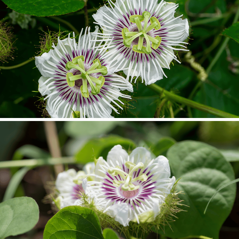 passionflower herb picture