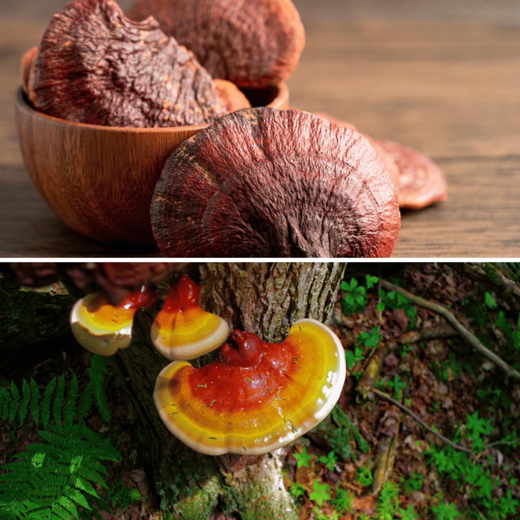 reishi mushroom pictures