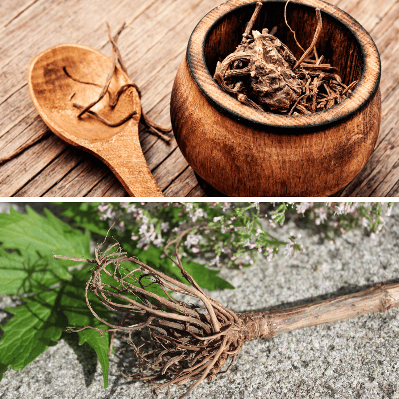 valerian root pictures