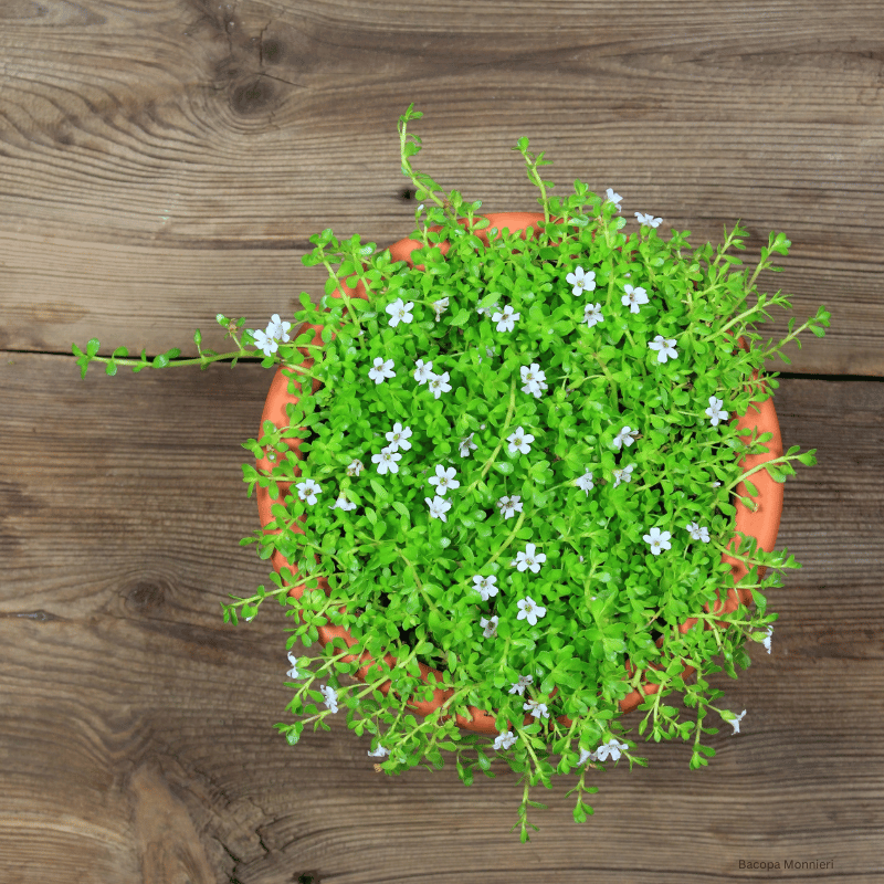 Bacopa Monnieri