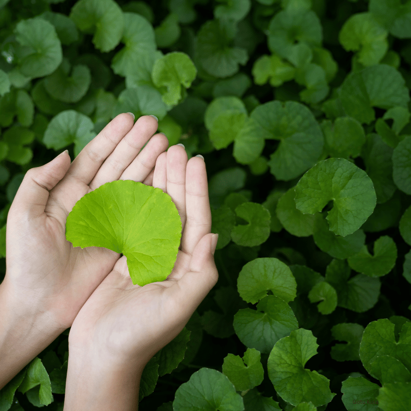 Gotu Kola herb