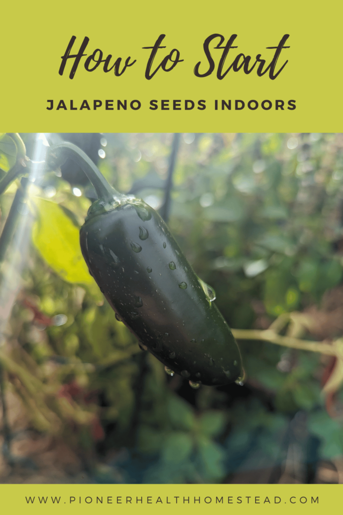 How to start jalapeno seeds indoors pinterest pin 1