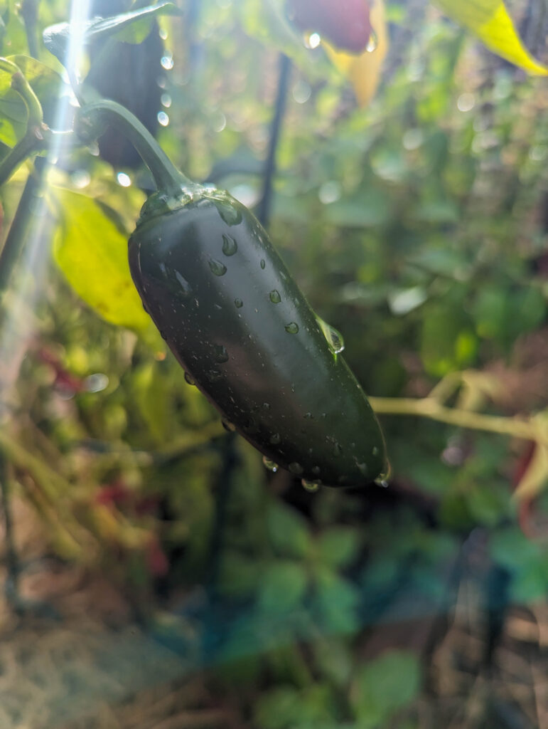 jalapeno pepper plant 