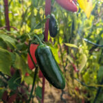 jalapeno pepper plant