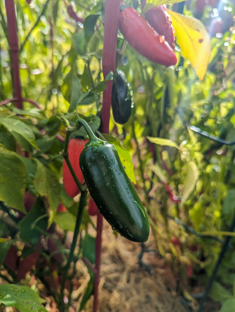 jalapeno pepper plant 