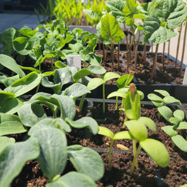 starting seeds outdoors cover picture with seedlings