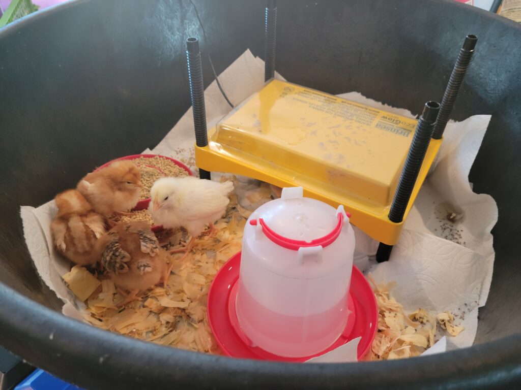 baby chicks in brooder with heat plate