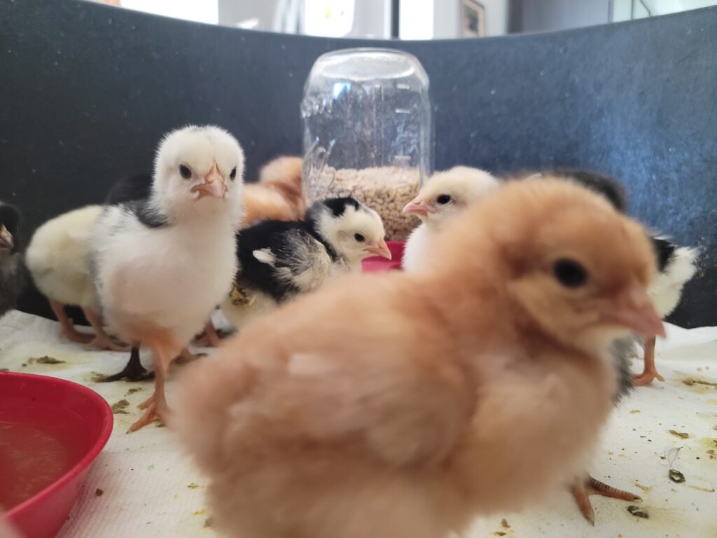 baby chicks in brooder