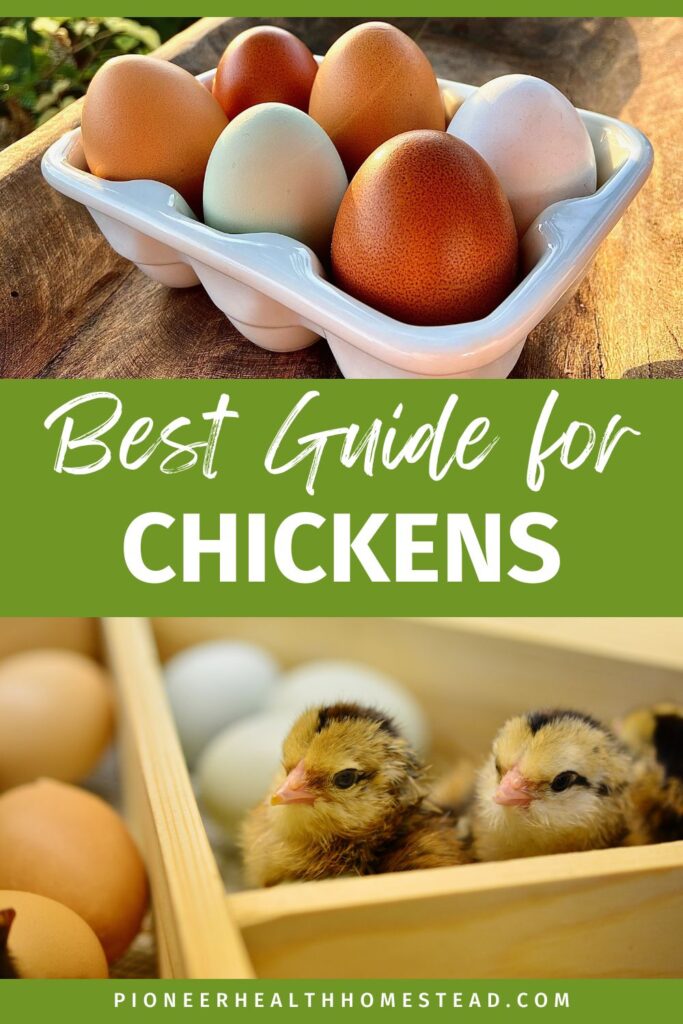 best time to get chickens with multicolored farm fresh eggs and baby chicks