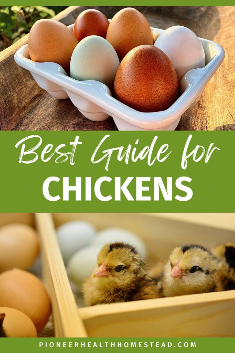 The Best Time to Get Chickens: Guide for Baby Chicks - Pioneer Health ...