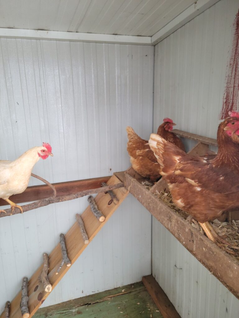 inside chicken coop with hens chickens