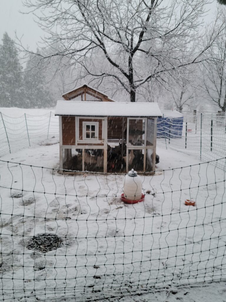 chicken coop in the snow