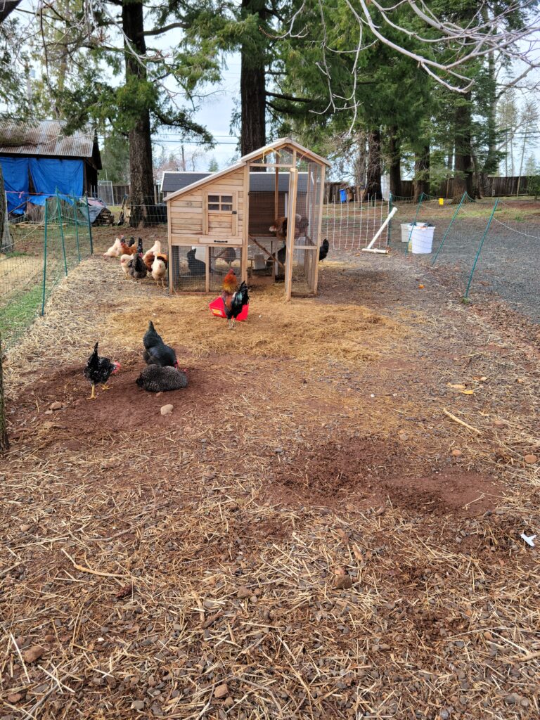 chicken coop in a chicken run with chickens