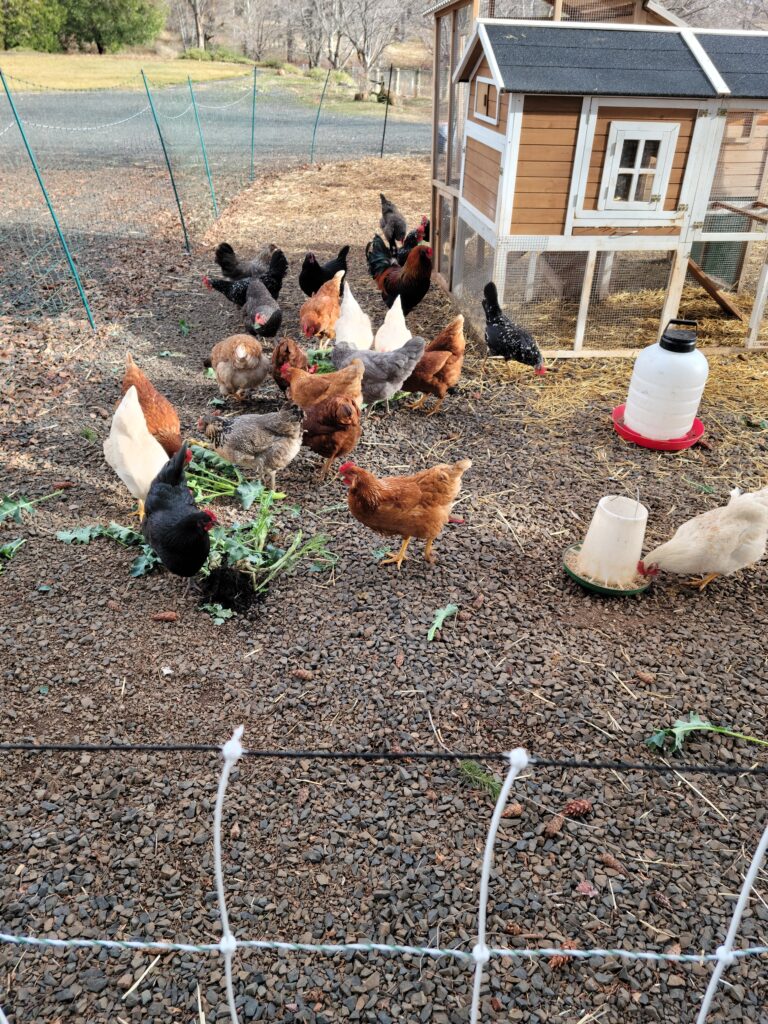 chickens in a fenced area with chicken coop