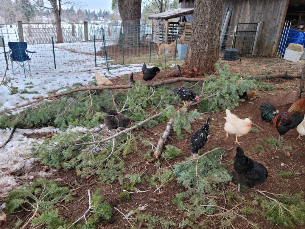 chickens on downed branch in the yard