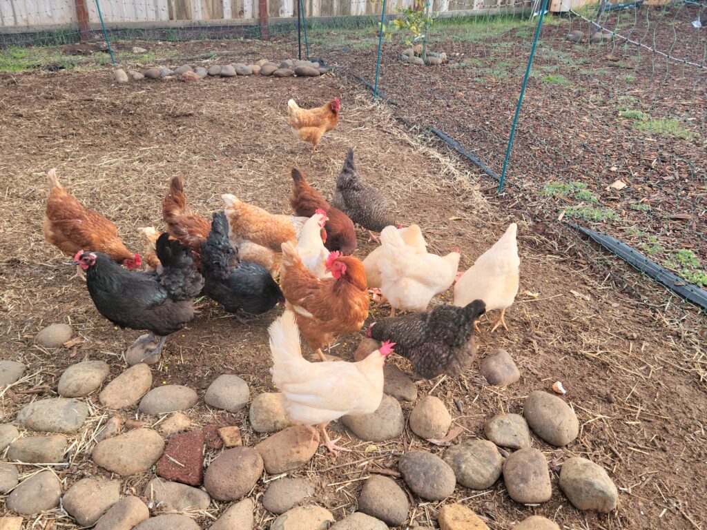 chickens eating on rocks in yard