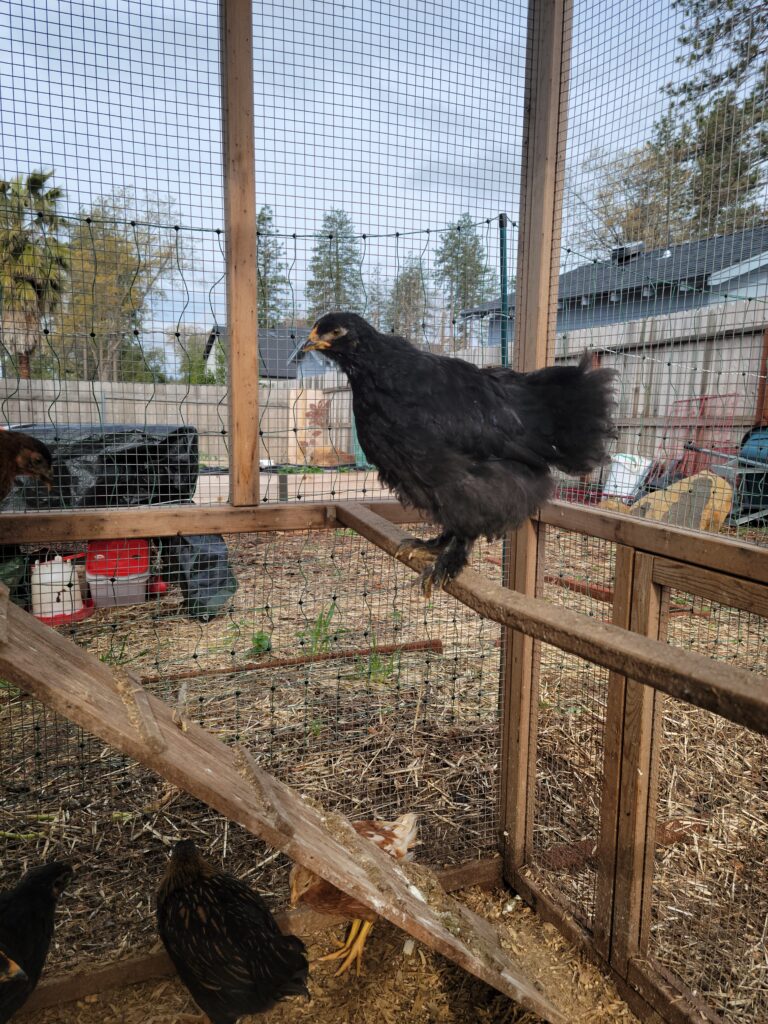 juvenile chicken on roost